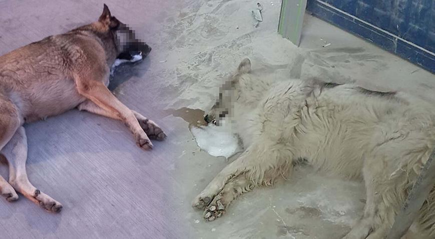 Bodrum’da korkunç olay! Zehirlendiği ileri sürülen 4 köpek öldü