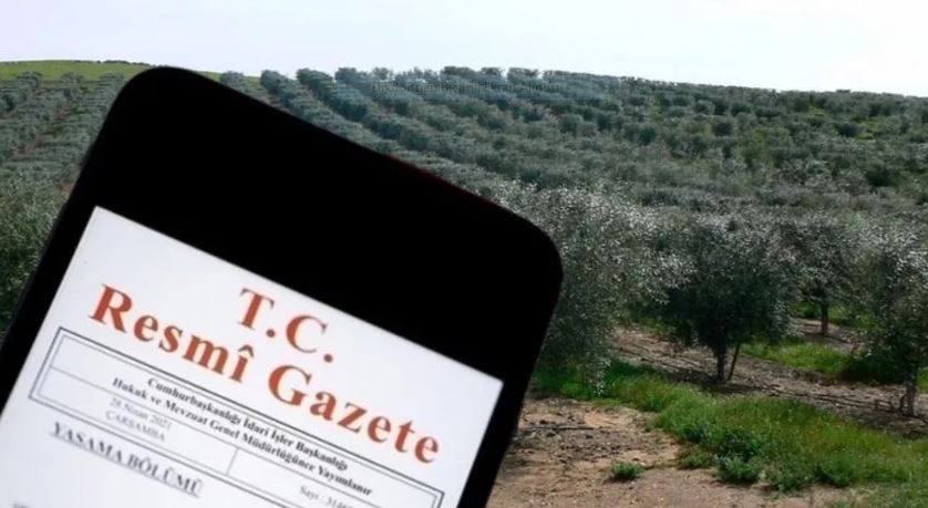 Kızılay zeytin ağaçlı tarla satmaya başladı!