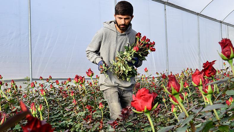 Çiçekçi esnafını ’14 Şubat’ telaşı sardı