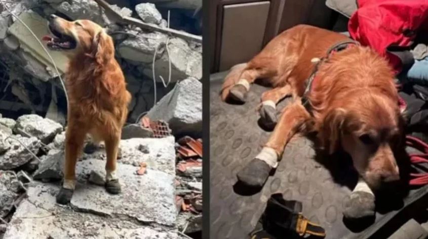 6 Şubat depremlerinin kahramanıydı… Kahraman köpek Killian hayatını kaybetti!
