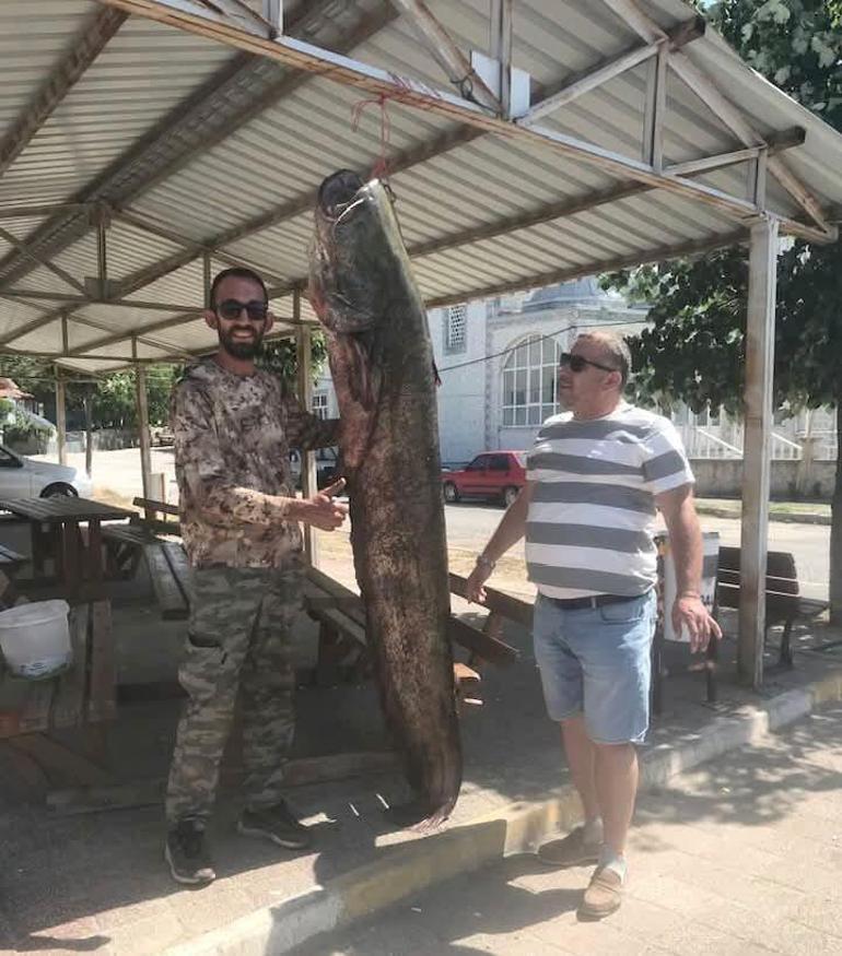 Meriç Nehri'nde 80 kilogramlık yayın balığı yakalandı Meriç Nehri'nde yakalanan dev! Kem