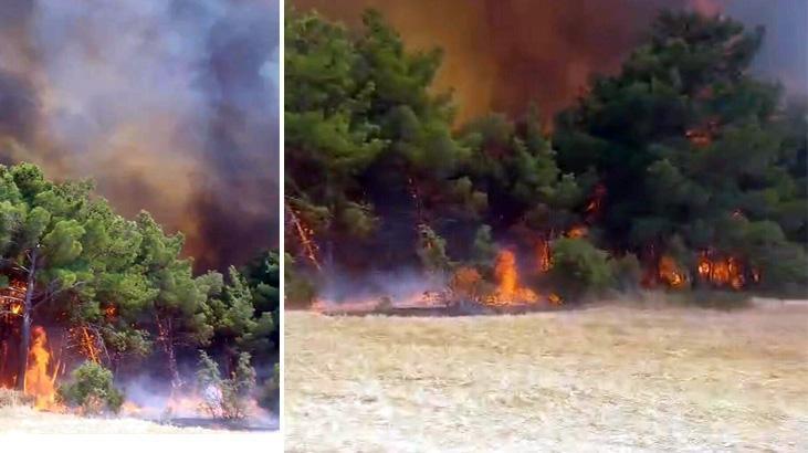 Çanakkale’de orman yangını!