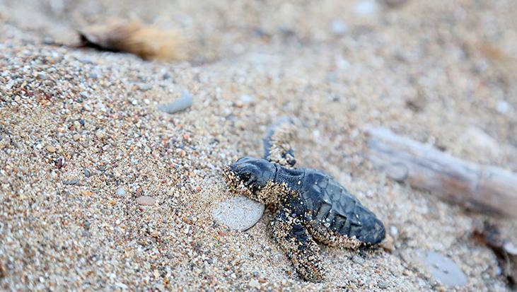 Caretta’ların mavi yolculuğa başladı