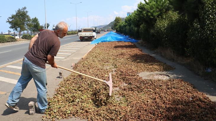 Karadeniz Sahil Yolu fındık kurutma tarlası