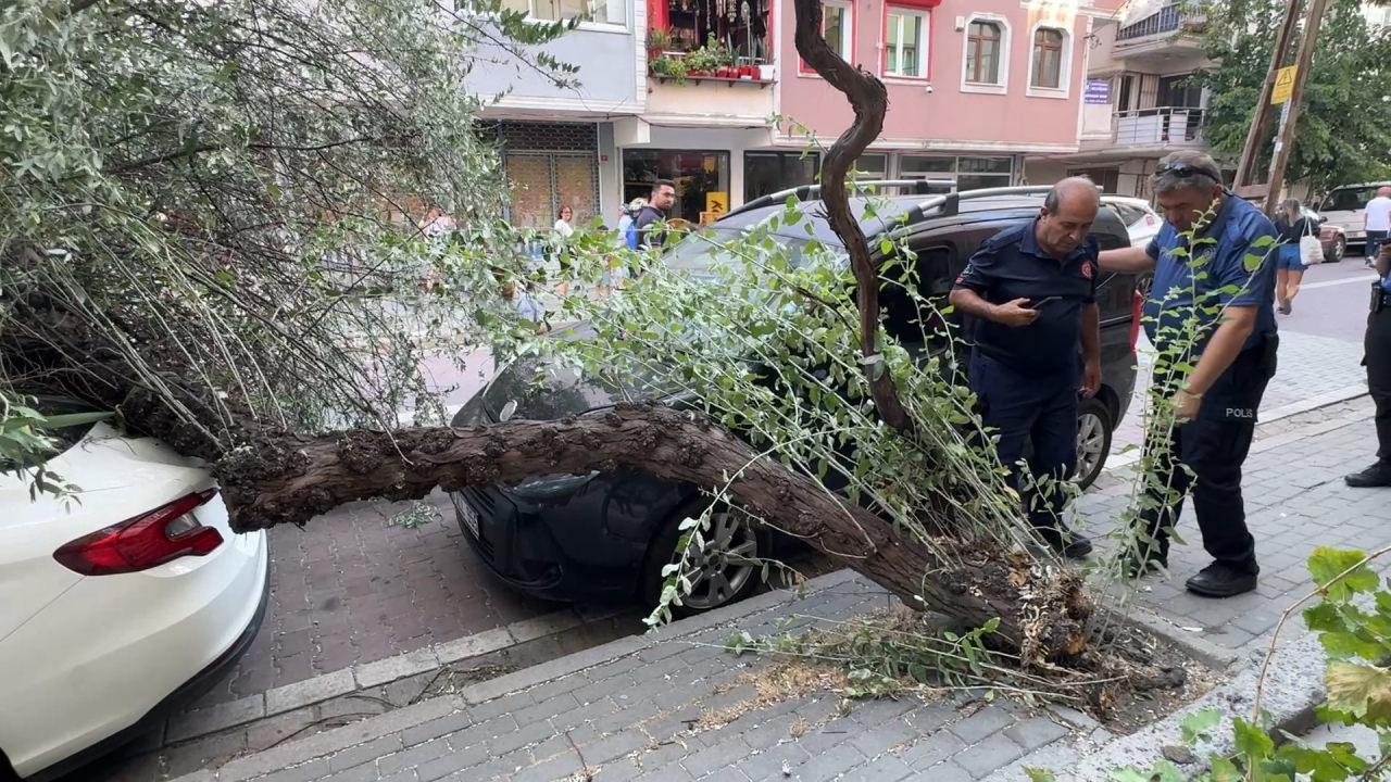 İstanbul'da korku dolu anlar: 3 ağaç birden devrildi!