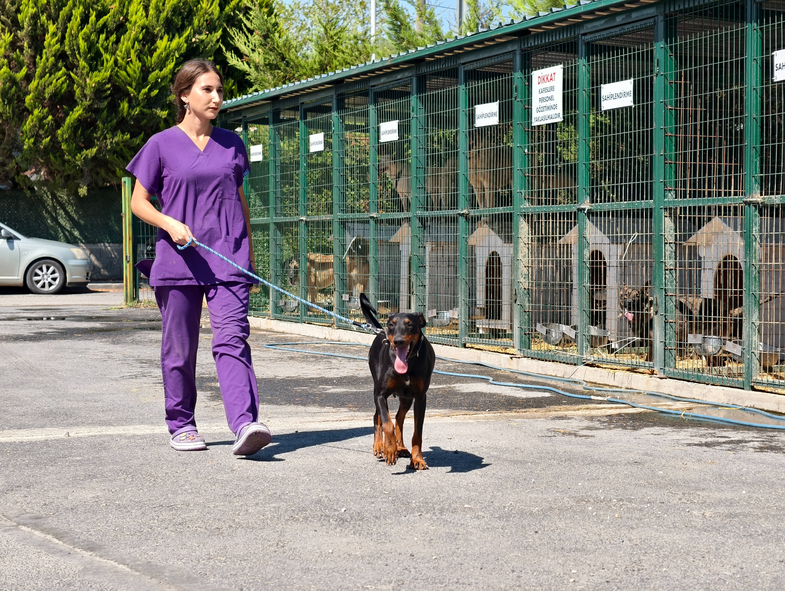 Şile Belediyesi Köpek Gezdirme Etkinliği