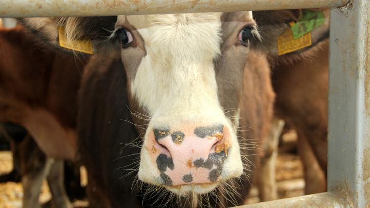 Bolu’da şap hastalığı nedeniyle 18 köy ve 4 mahalleye karantina uygulaması