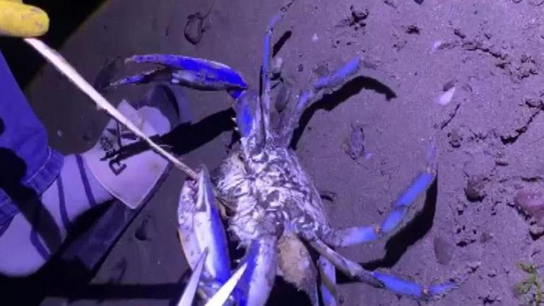 Karadeniz'de görüldü! Sahildeki vatandaşlar şaşkına döndü