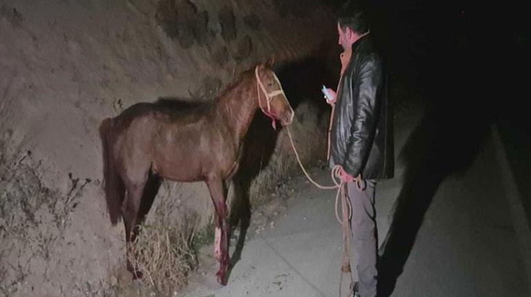 Milyonluk taylar çiftlikten kaçtı! 8'i öldü, bazıları ise kayıp