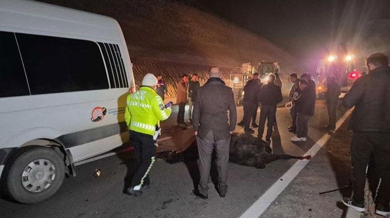 Milyonluk taylar çiftlikten kaçtı! 8'i öldü, bazıları ise kayıp