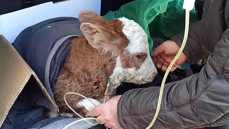 5 günlük buzağısı hastalanınca veterinere koştu! Yürek ısıtan an: İyi gelmiş gibi görünüyor