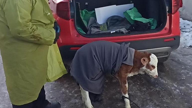 5 günlük buzağısı hastalanınca veterinere koştu! Yürek ısıtan an: İyi gelmiş gibi görünüyor