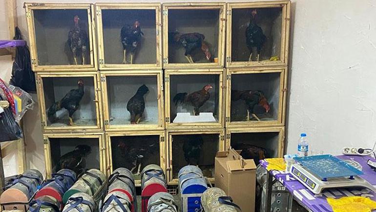 Drone destekli baskın! Horoz dövüşü ringinde 91 kişiye 1 milyon liralık ceza