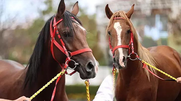 ‘Değeri 100 milyon lira olan yarış atları kayıp’ iddialarına açıklama geldi
