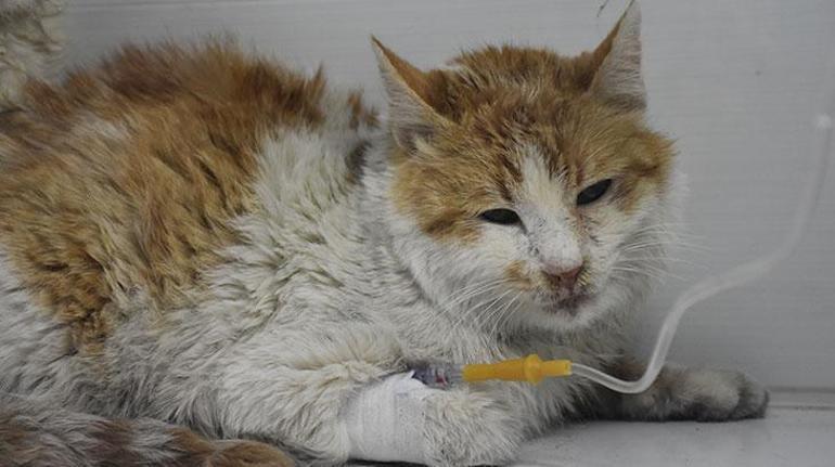 Sivas'ta kedilerin beslendiği evde yangın çıktı! 26 kedi öldü