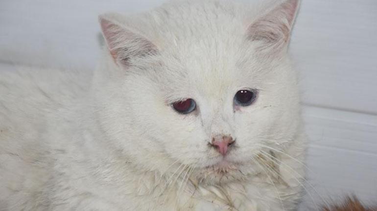 Sivas'ta kedilerin beslendiği evde yangın çıktı! 26 kedi öldü