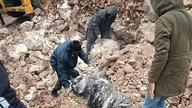 Mardin'de şiddetli yağış felakete yol açtı! Araçlar sürüklendi, hayvanlar telef oldu