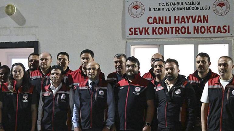 İstanbul'a kurban sevkiyatı başladı! İşte kurbanlık seçerken dikkat etmeniz gerekenler