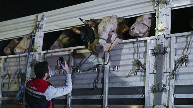 İstanbul'a kurban sevkiyatı başladı! İşte kurbanlık seçerken dikkat etmeniz gerekenler