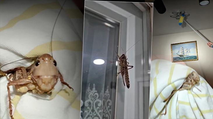 Tarım ve Orman Bakanlığı’ndan ‘çekirge istilası’ iddialarına açıklama