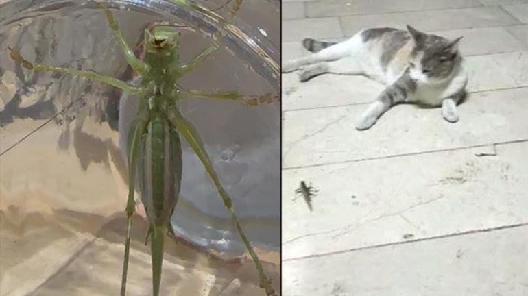 Tarım ve Orman Bakanlığı'ndan 'çekirge istilası' iddialarına açıklama