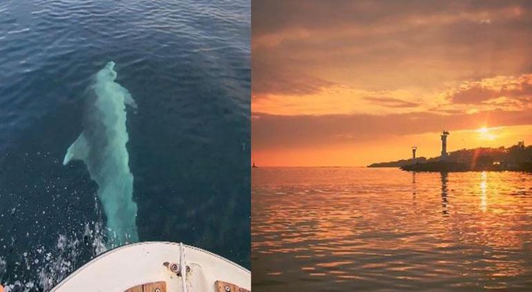 Marmara Denizi’nde büyük sürpriz! Tekneye eşlik etti